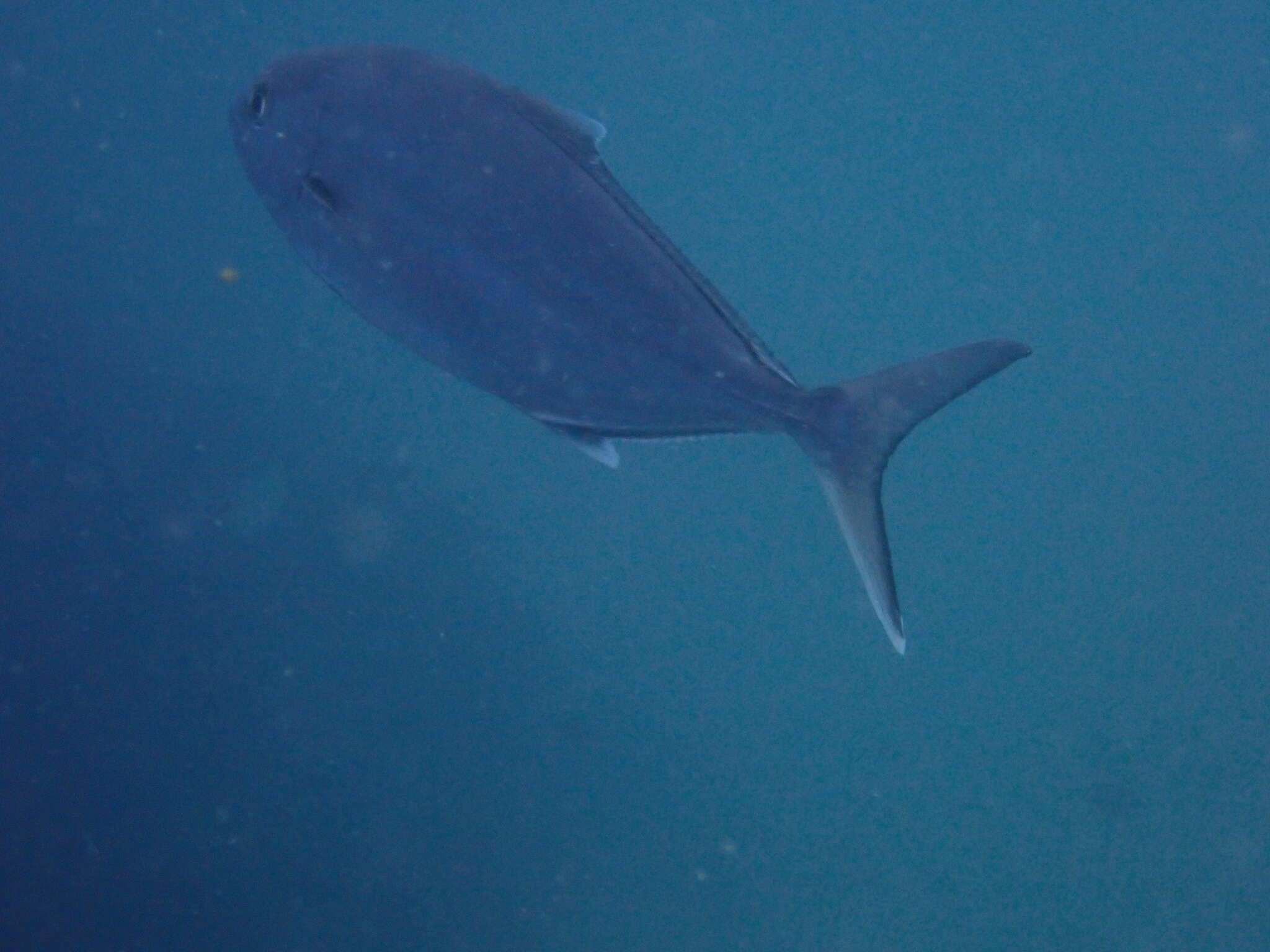 Image of Almaco Amberjack