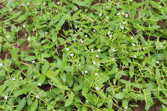 Image de Bonnaya ciliata (Colsm.) Spreng.