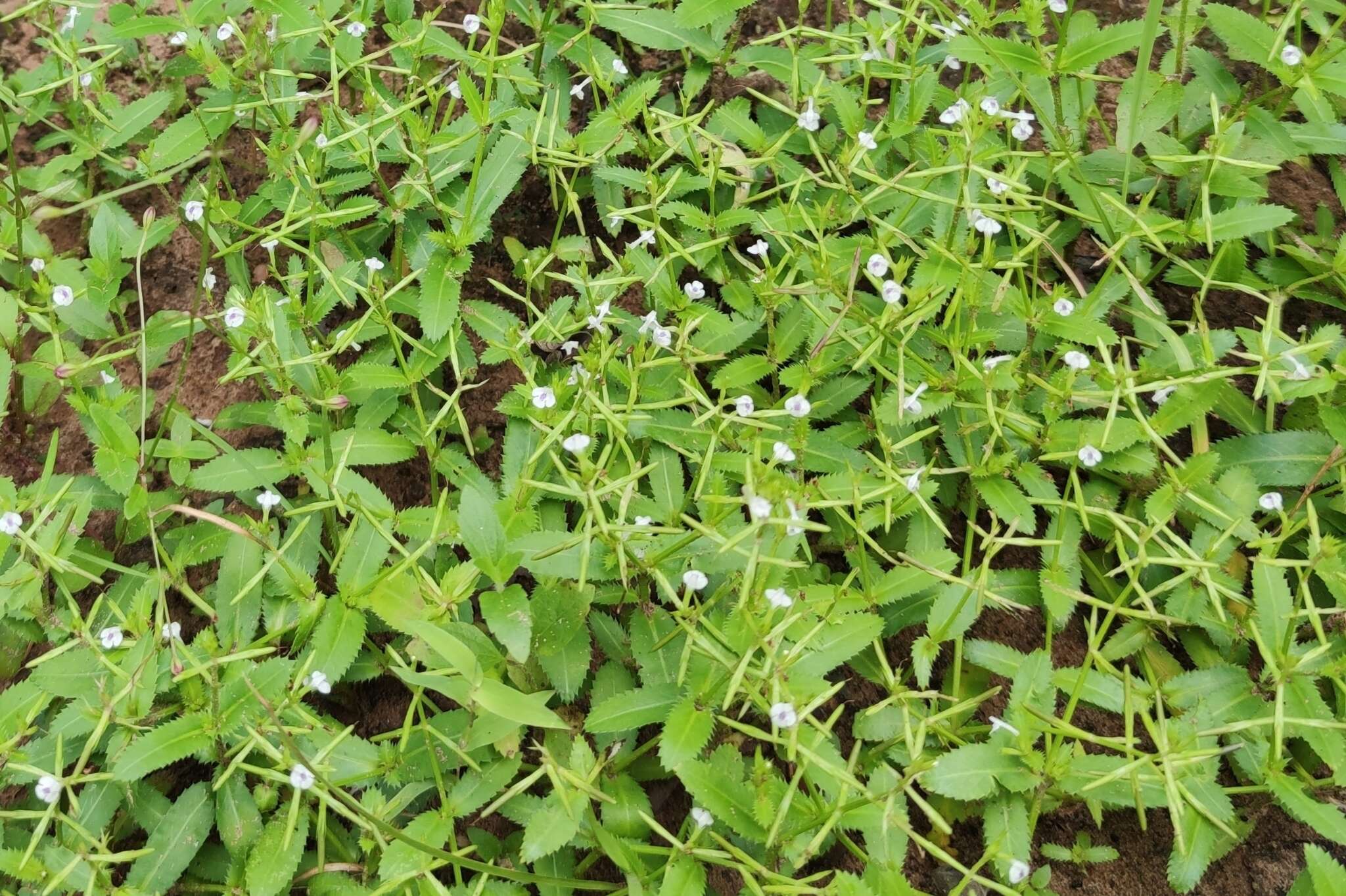 Image de Bonnaya ciliata (Colsm.) Spreng.