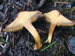 Image of Chalciporus piperatoides (A. H. Sm. & Thiers) T. J. Baroni & Both 1991