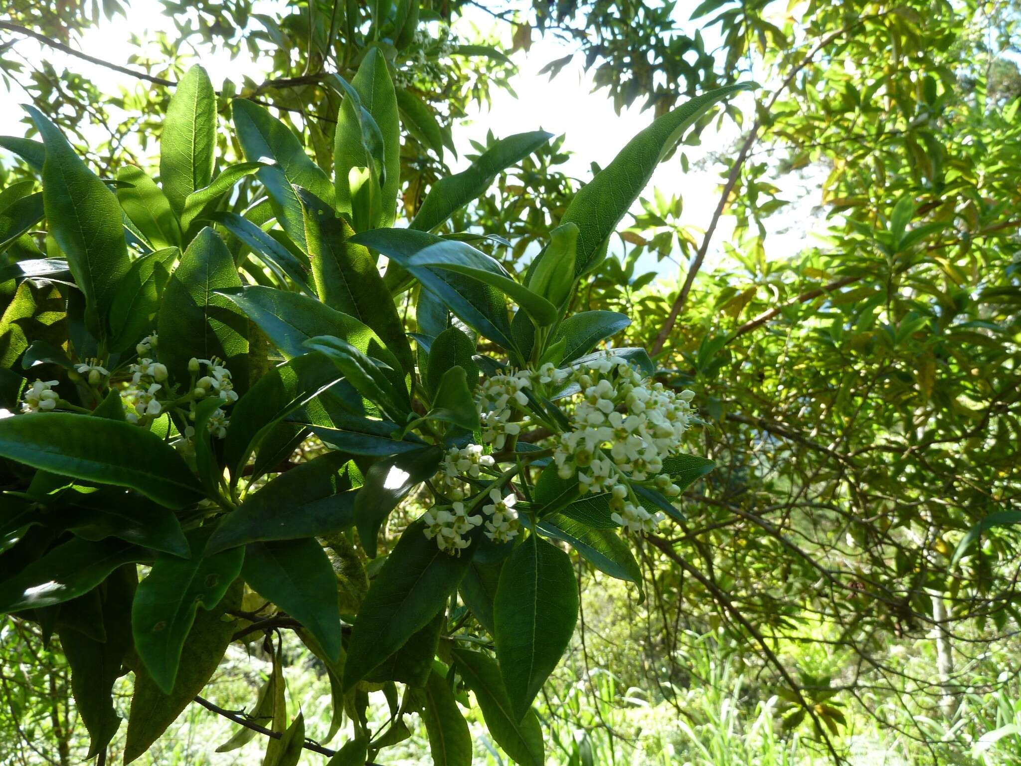 Image of Escallonia paniculata (Ruiz & Pav.) Roem. & Schult.