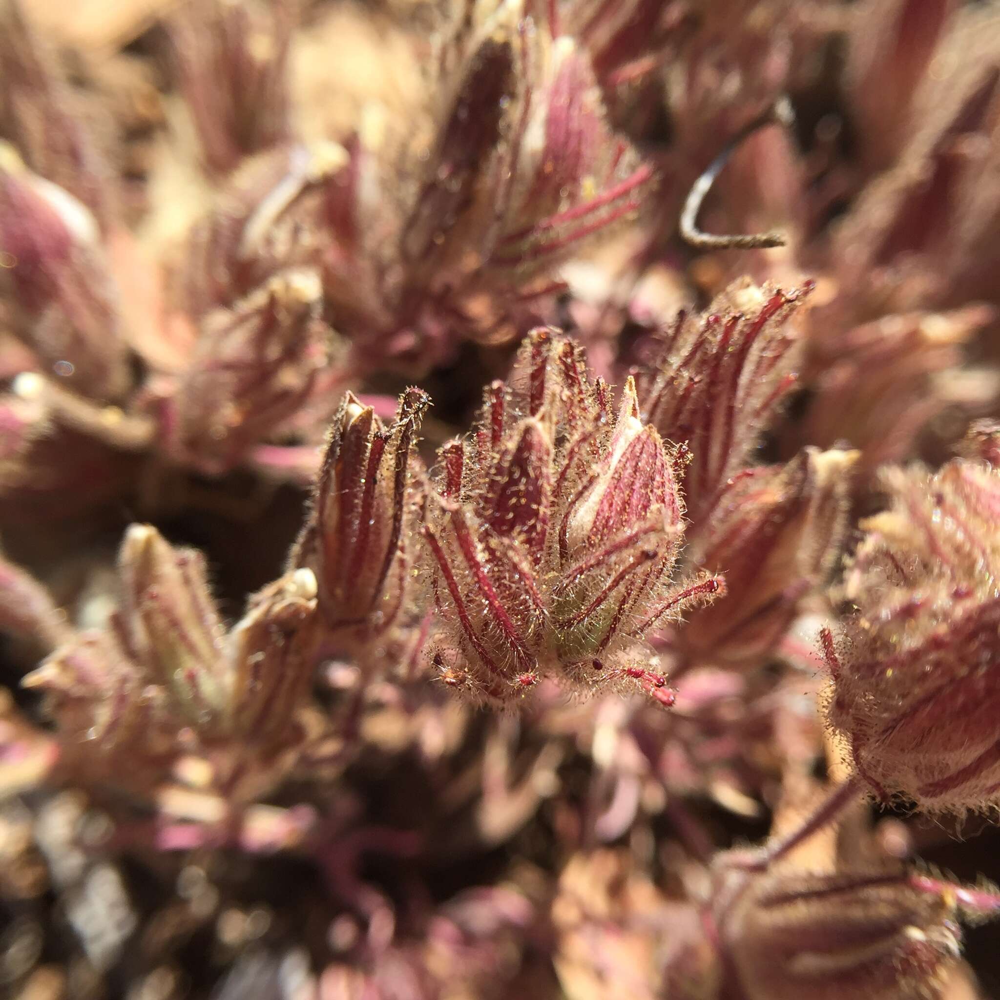 Image of Mt. Diablo bird's-beak