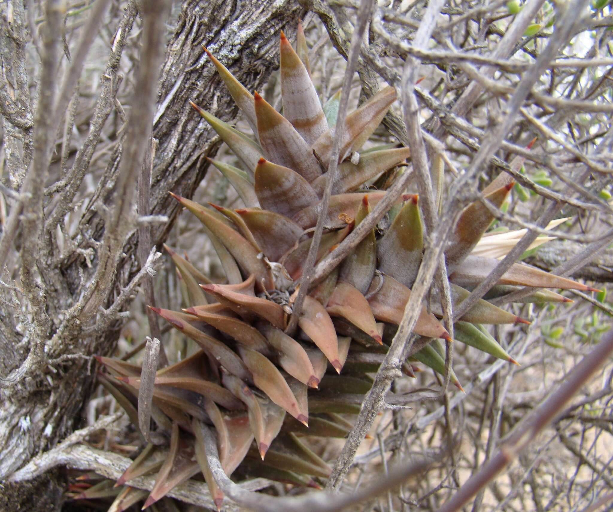 Image of Astroloba rubriflora (L. Bolus) Gideon F. Sm. & J. C. Manning