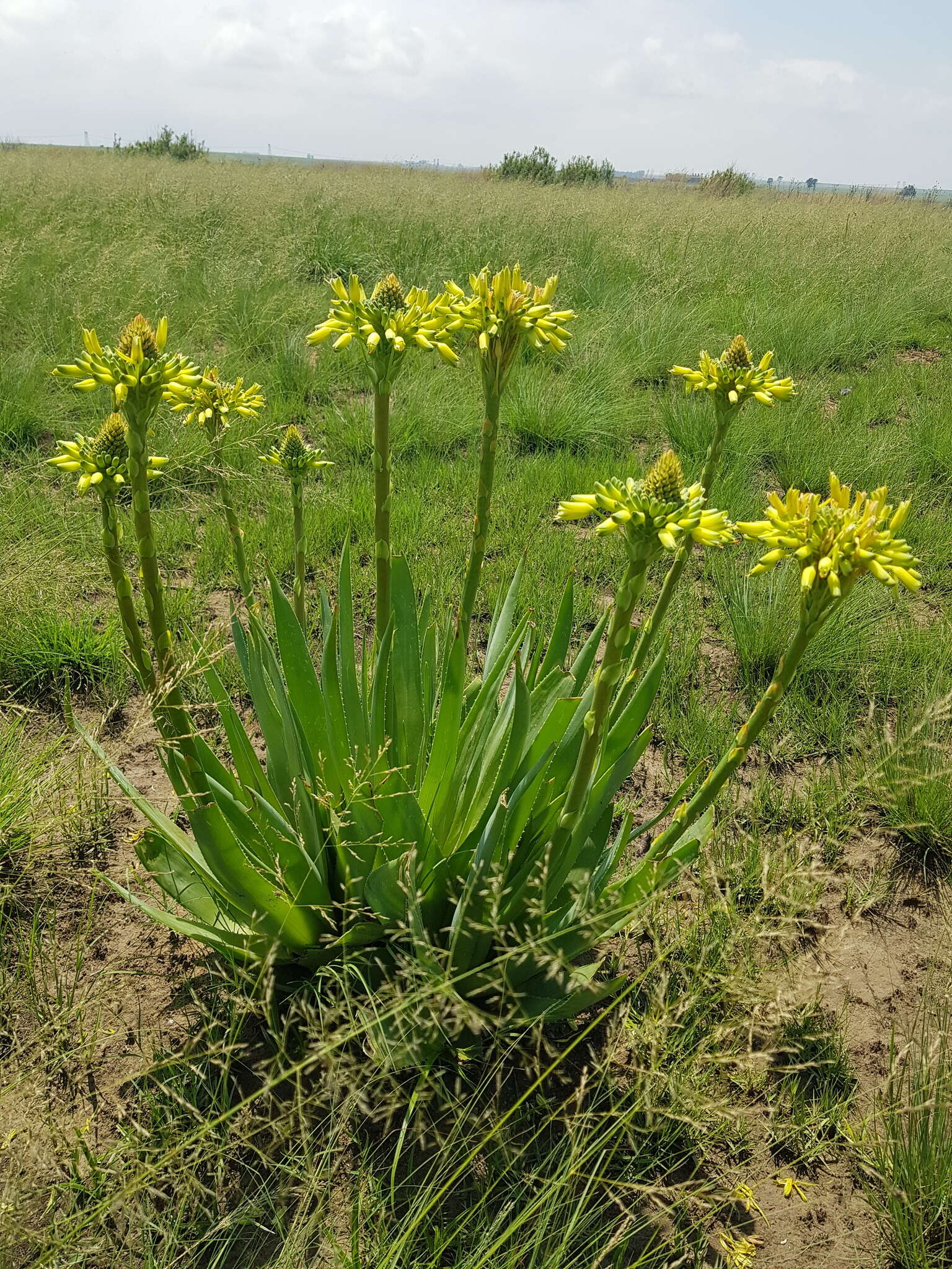 Image of Aloe ecklonis Salm-Dyck