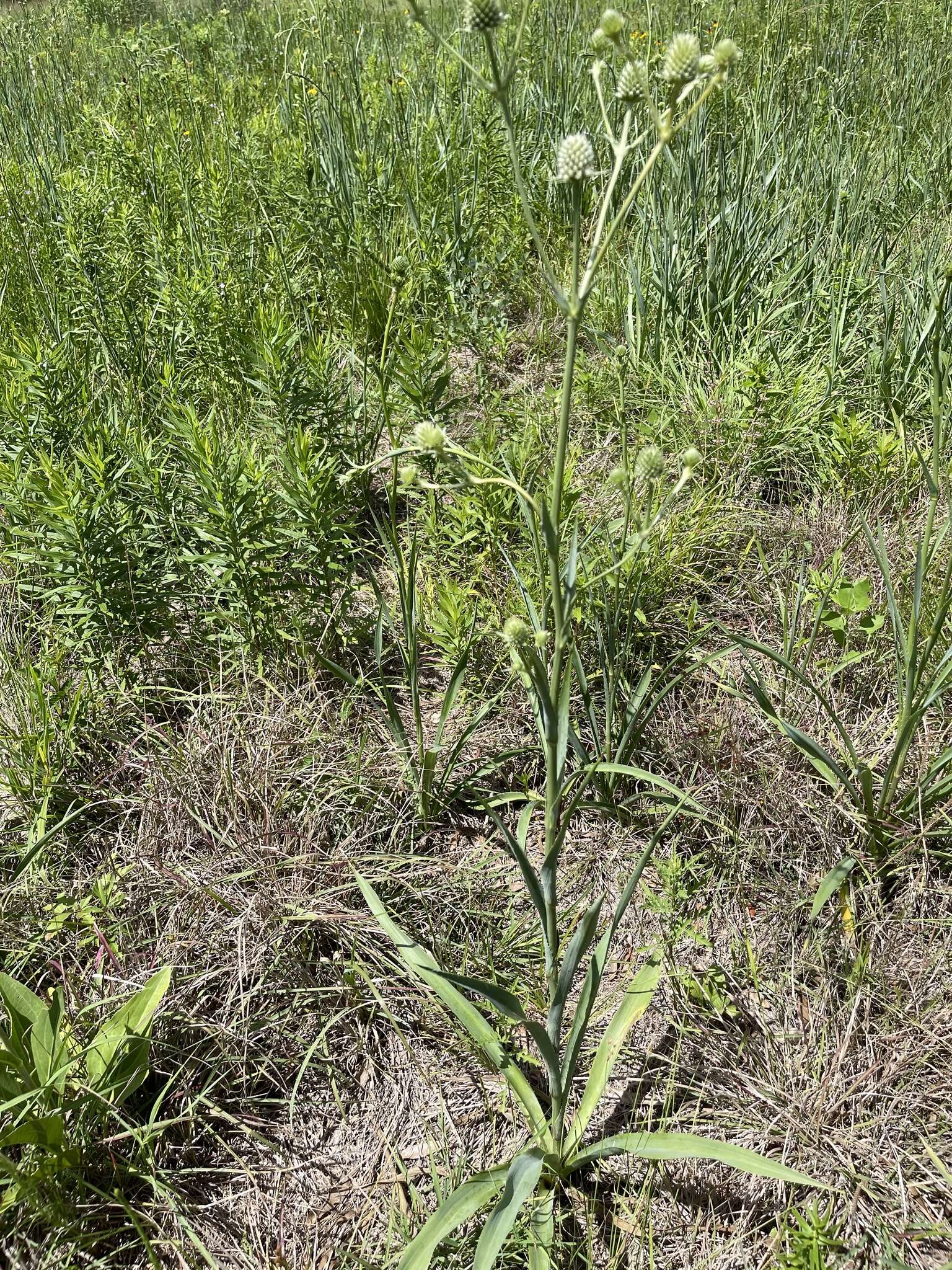 Imagem de Eryngium yuccifolium var. yuccifolium