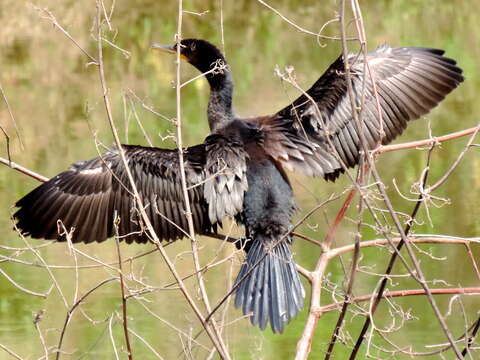 Image of Neotropic Cormorant