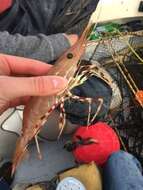 Image of California Spot Prawn