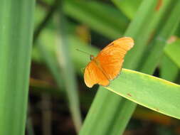 Image of Dryas iulia moderata Stichel 1907