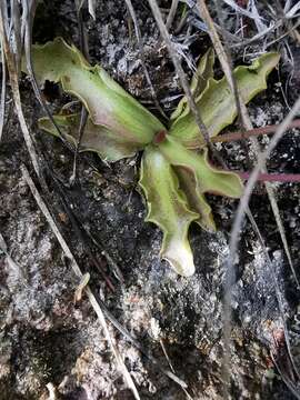 Image of Pinguicula longifolia subsp. reichenbachiana (Schindler) Casper