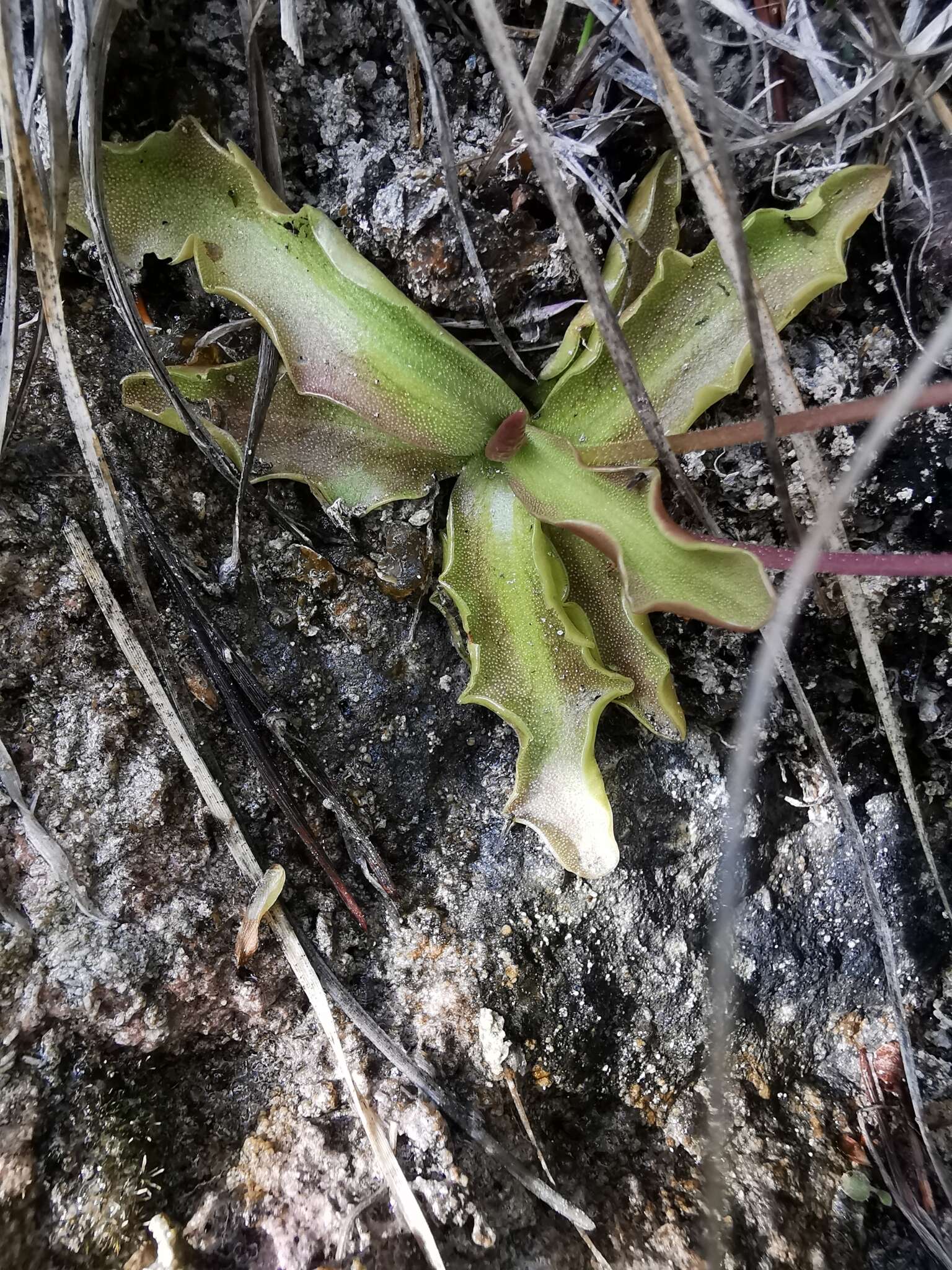 Image of Pinguicula longifolia subsp. reichenbachiana (Schindler) Casper