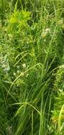 Image of whorled mountainmint