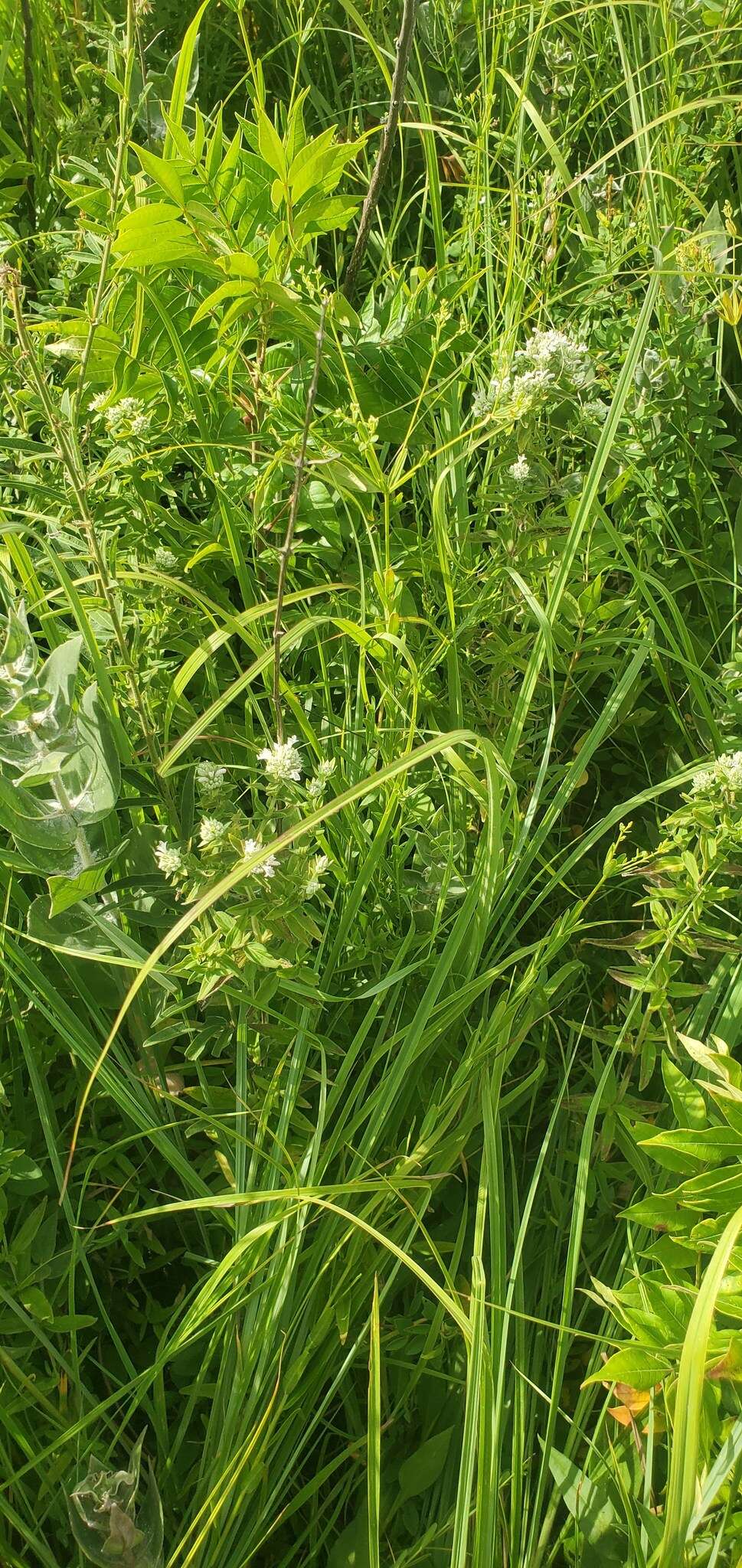 Imagem de Pycnanthemum verticillatum var. pilosum (Nutt.) Cooperr.