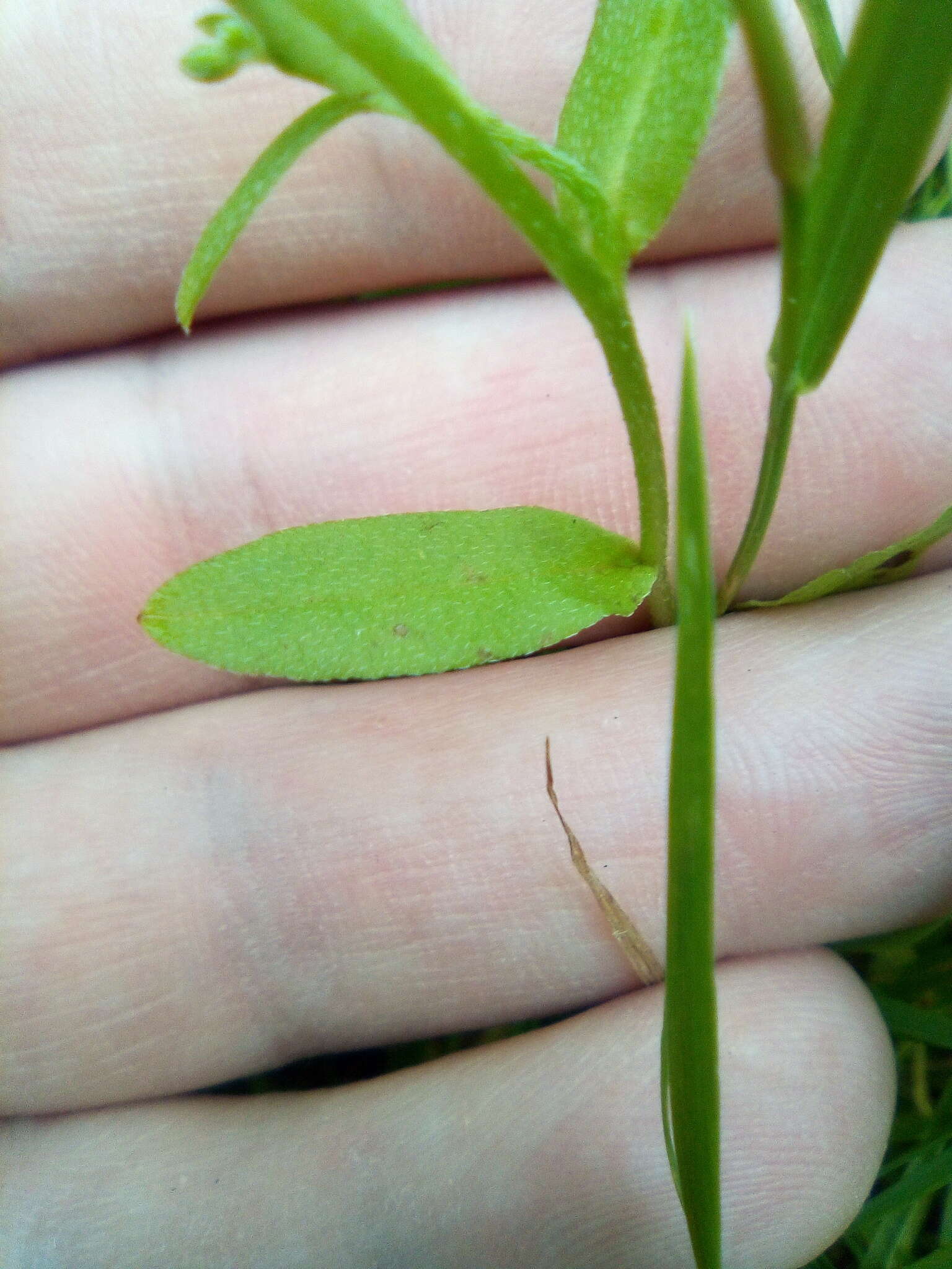 Imagem de Myosotis laxa subsp. cespitosa (C. F. Schultz) Nordh.