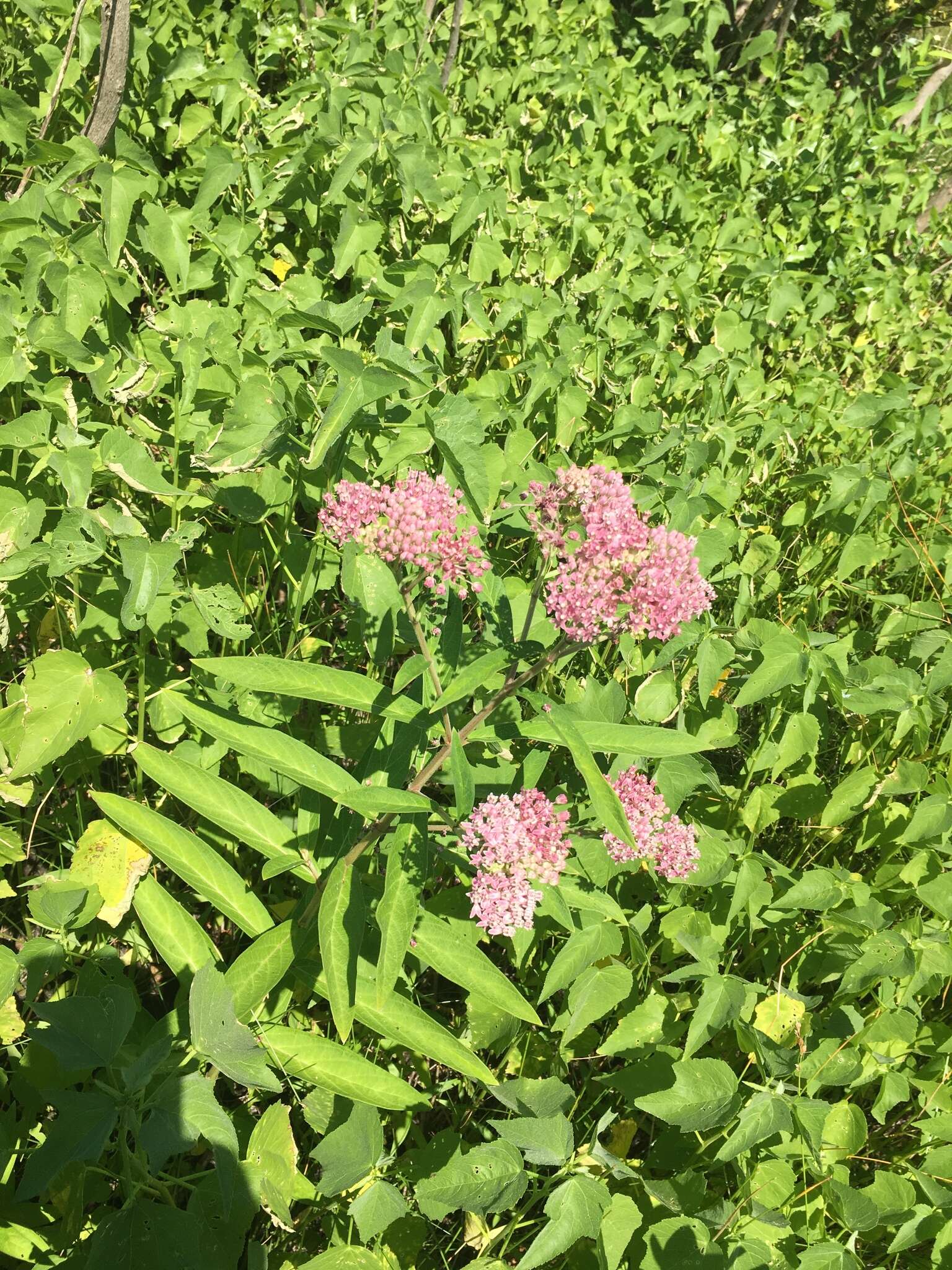 Sivun Asclepias incarnata subsp. pulchra (Ehrh. ex Willd.) Woods. kuva