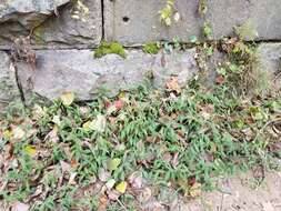 Image of Wavyleaf Basketgrass