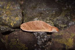 Image de Swietenia humilis Zucc.