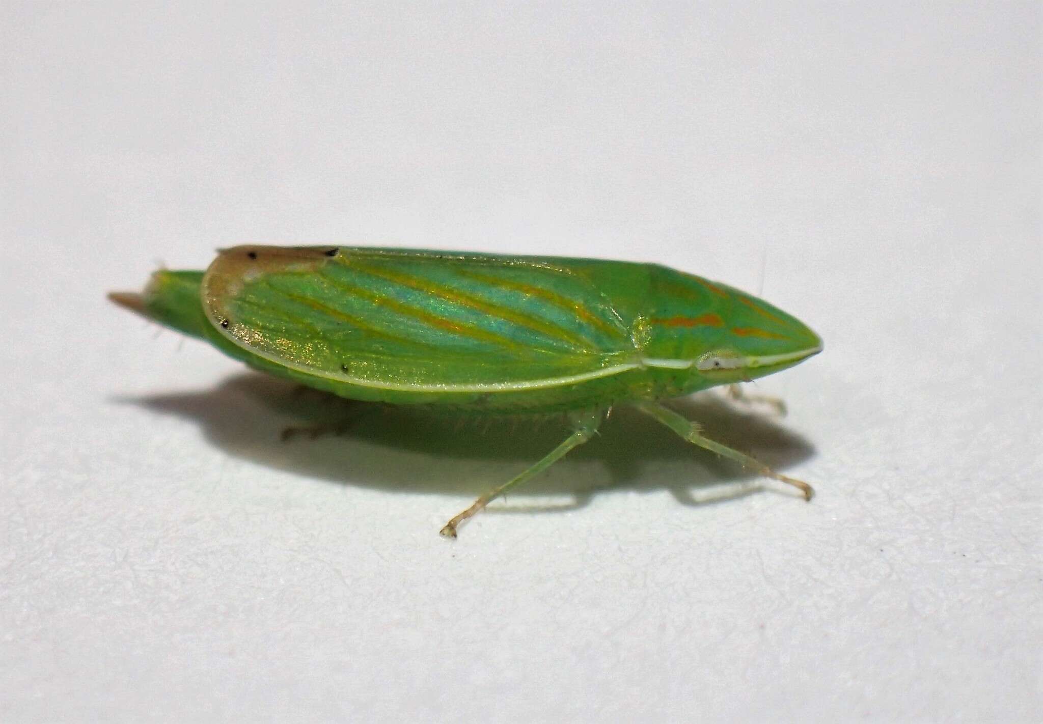 Image of Spangbergiella quadripunctata Lawson 1932