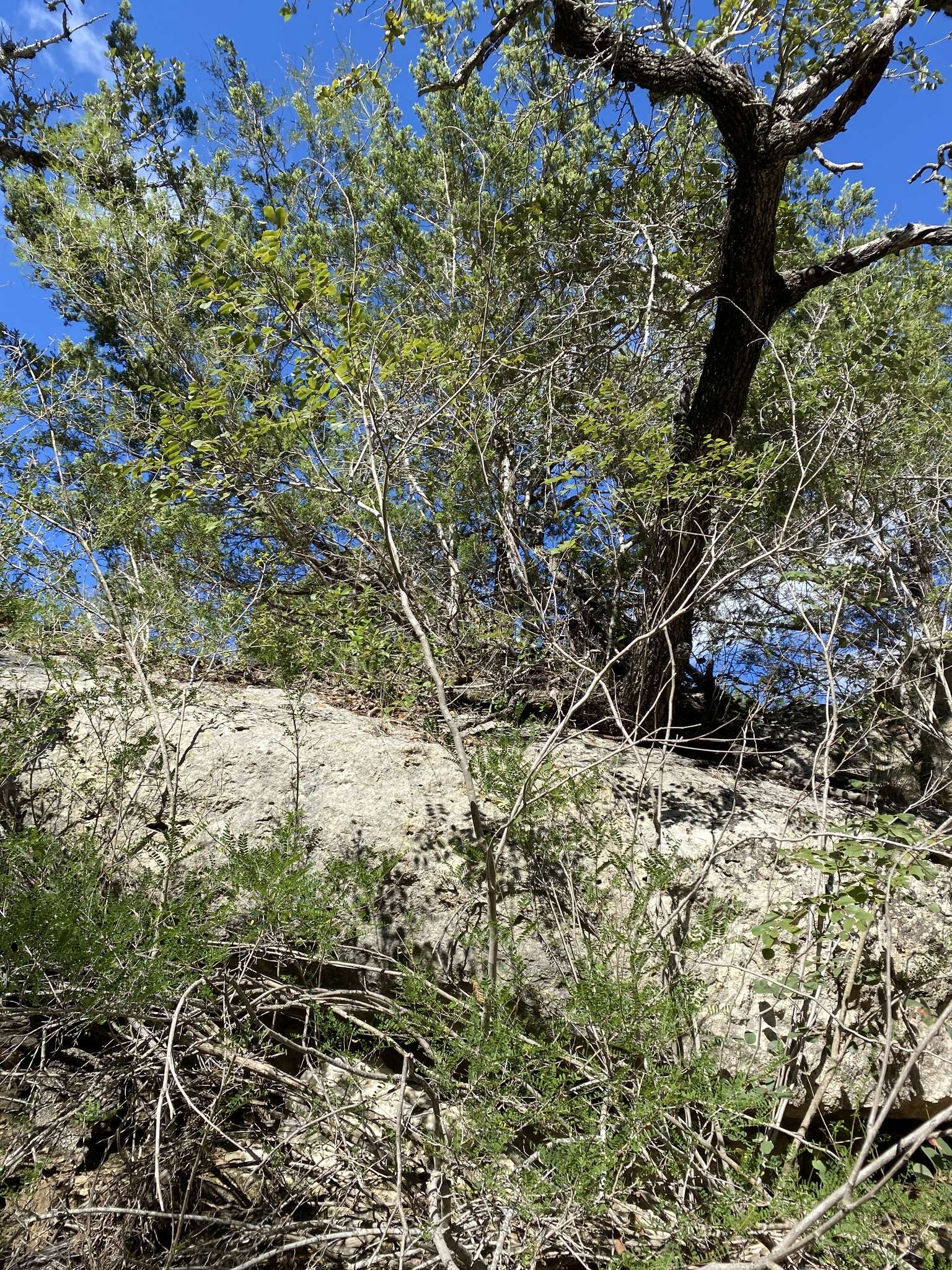 Image of Roemer's Indigo-Bush