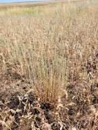 Imagem de Artemisia pauciflora