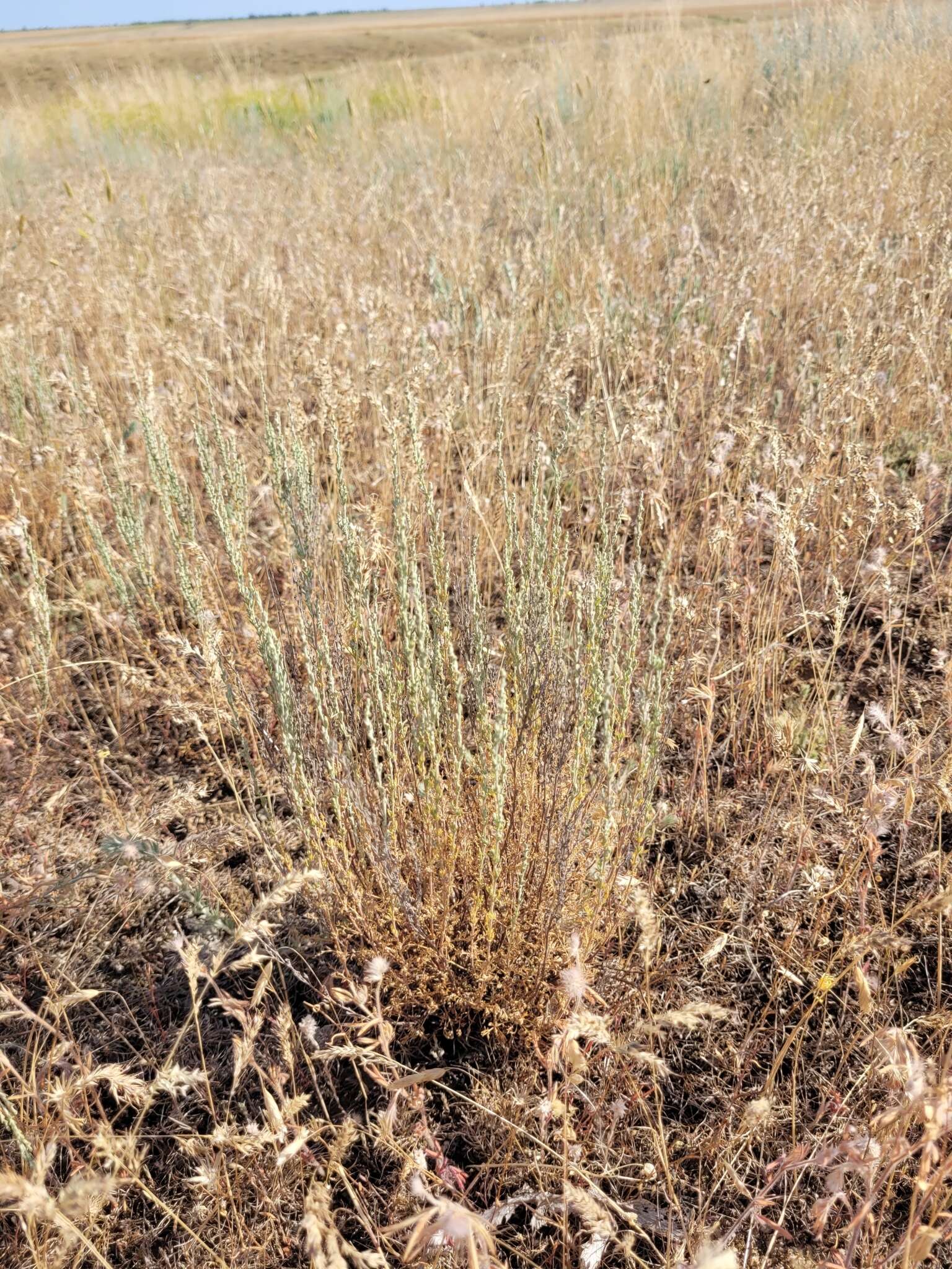 Image of Artemisia pauciflora