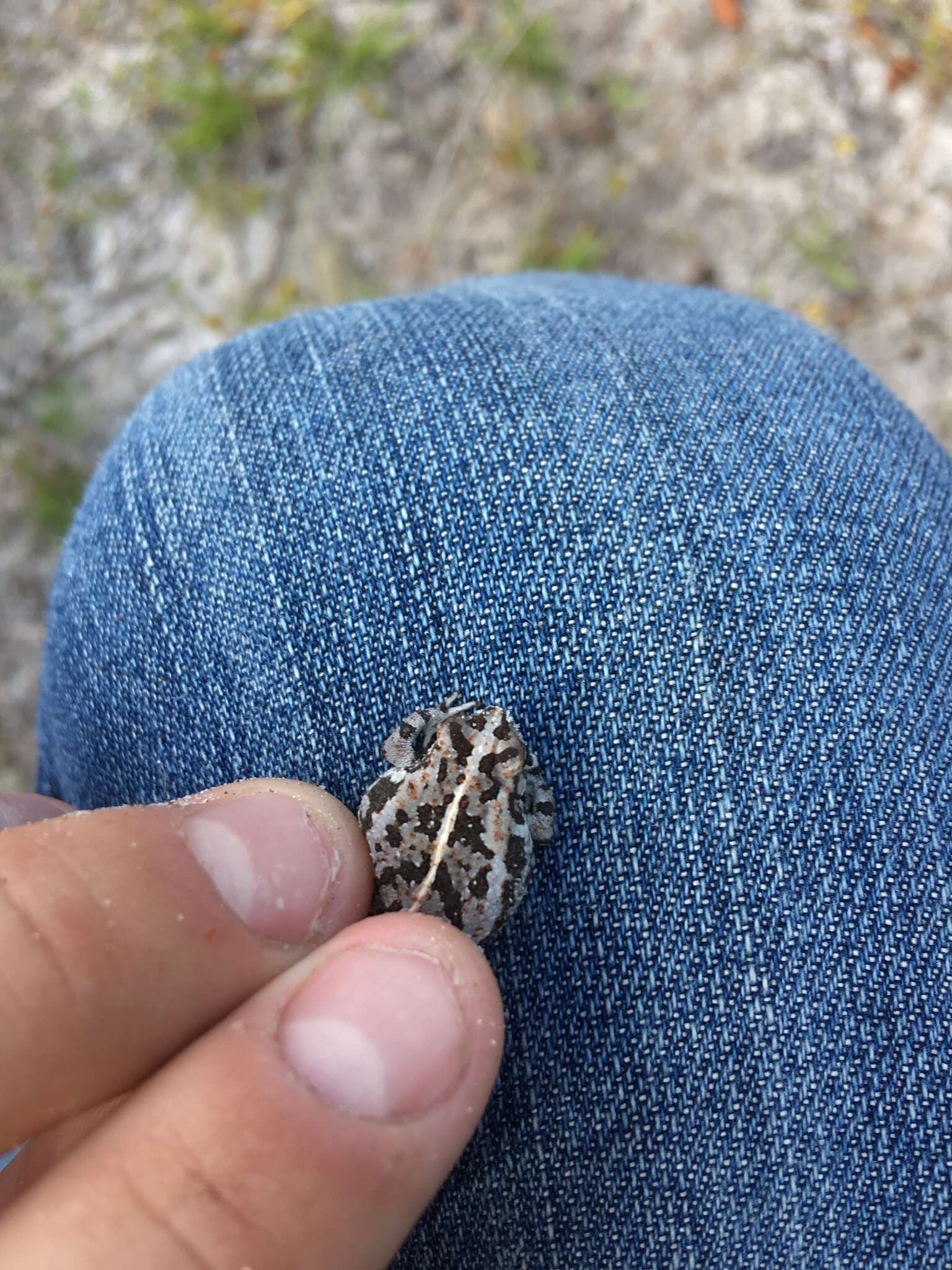 Image of Oak Toad