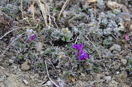 Image de Oxytropis czukotica Jurtzev