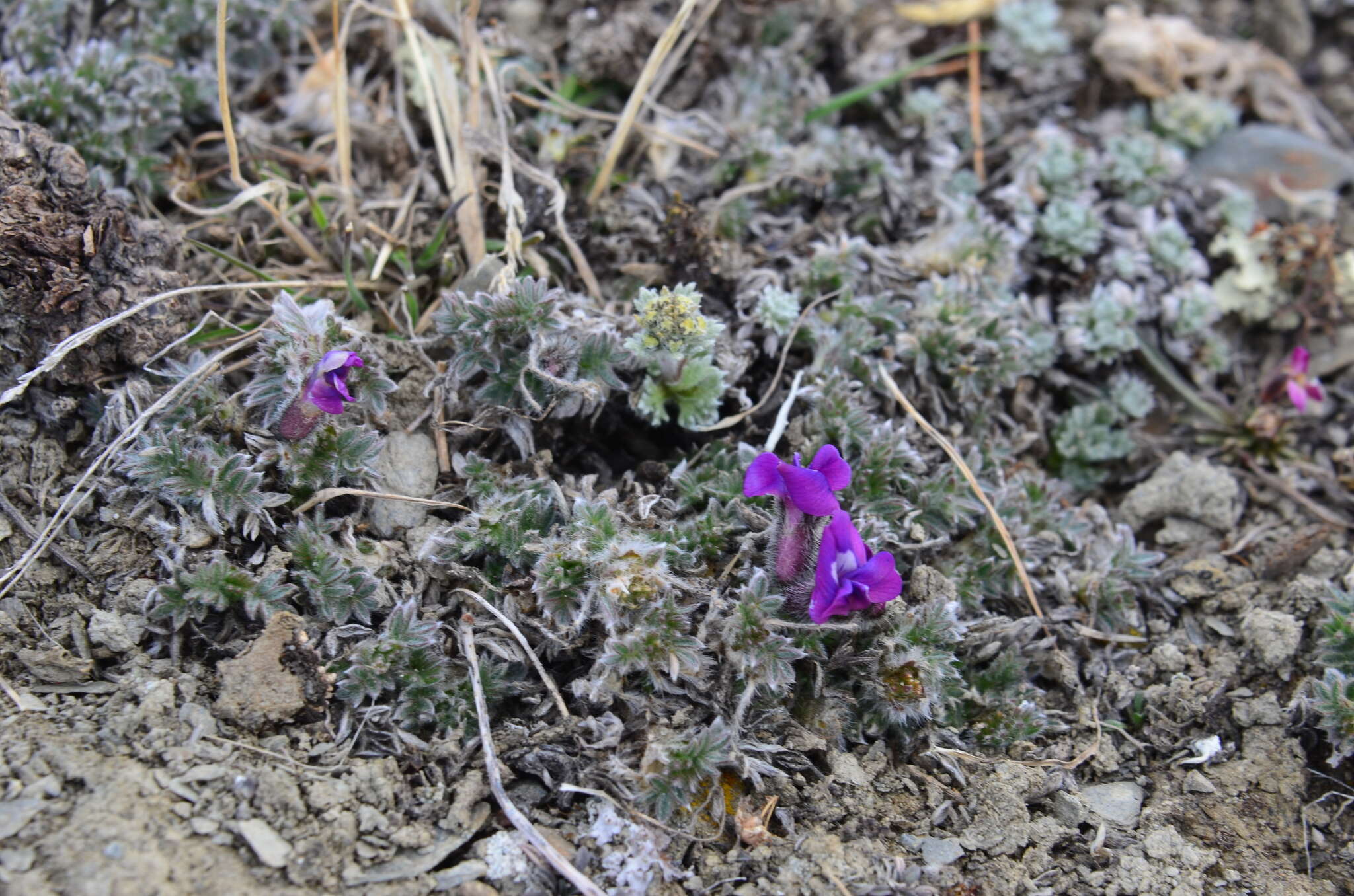 Image of Chukotka locoweed