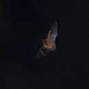 Image of New Caledonia Wattled Bat