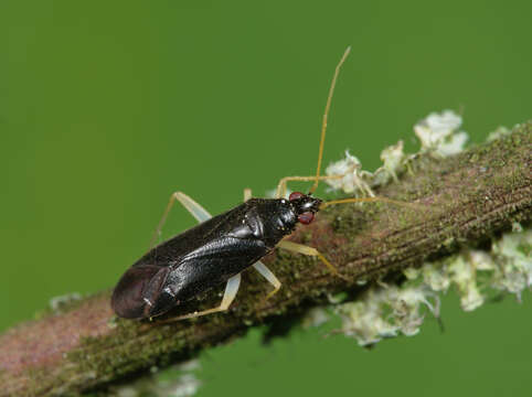 Слика од Phylus coryli (Linnaeus 1758)