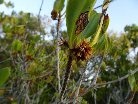 Image of yellow mangroves