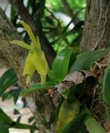 Image of Epidendrum vulgoamparoanum Hágsater & L. Sánchez