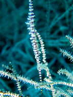 Image of Barred arrow shrimp