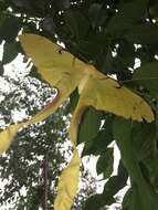 Image of Malaysian moon moth