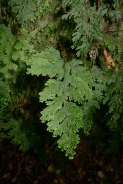 Hymenophyllum scabrum A. Rich.的圖片