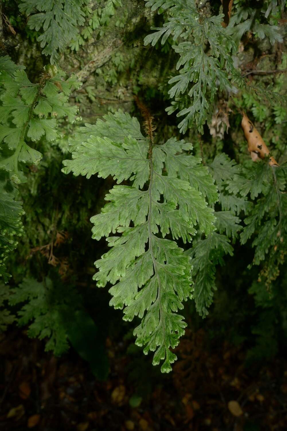 صورة Hymenophyllum scabrum A. Rich.