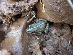 Image of Spotted Grass Frog