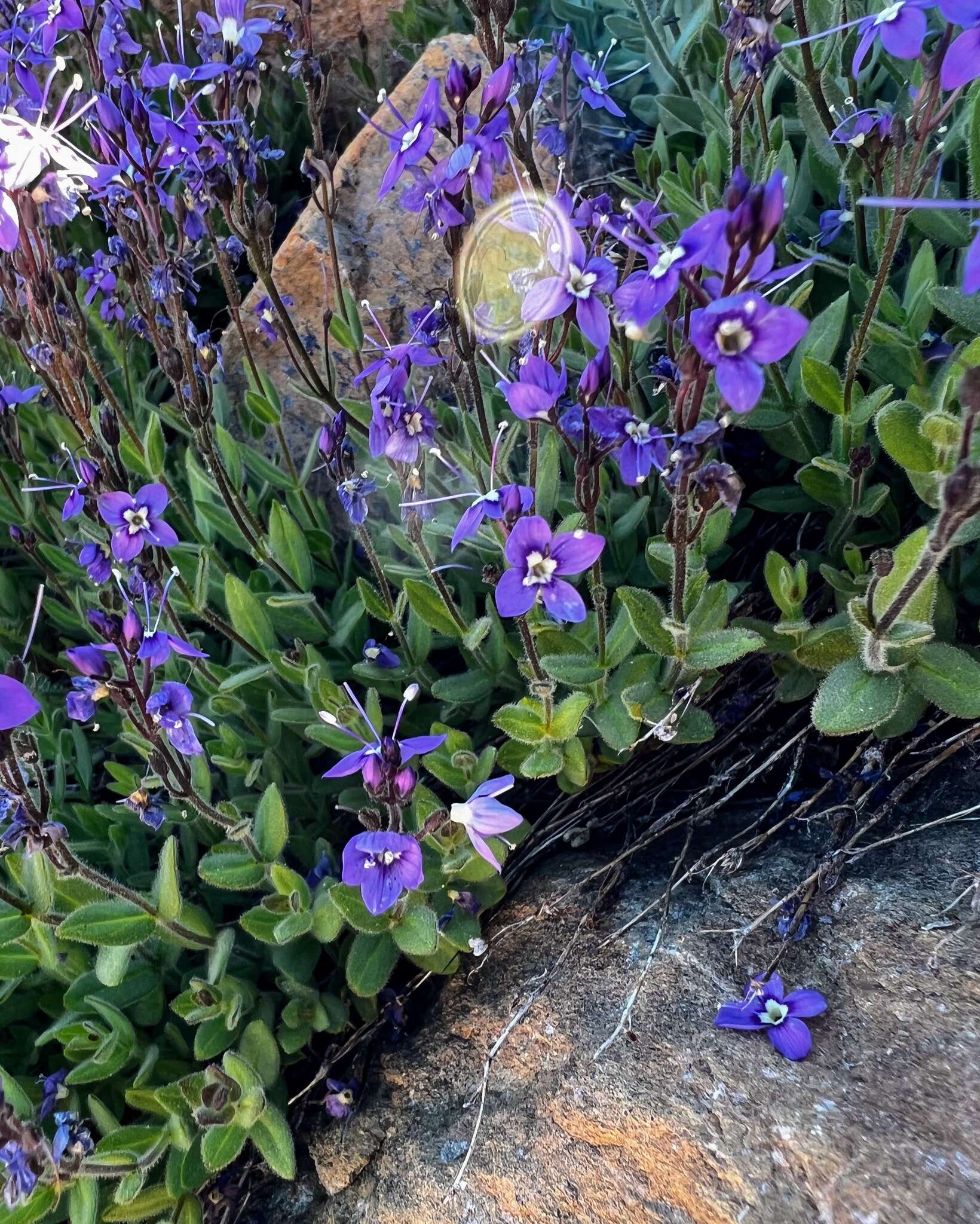 Image of Copeland's speedwell