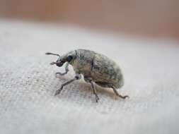 Image of Weevil