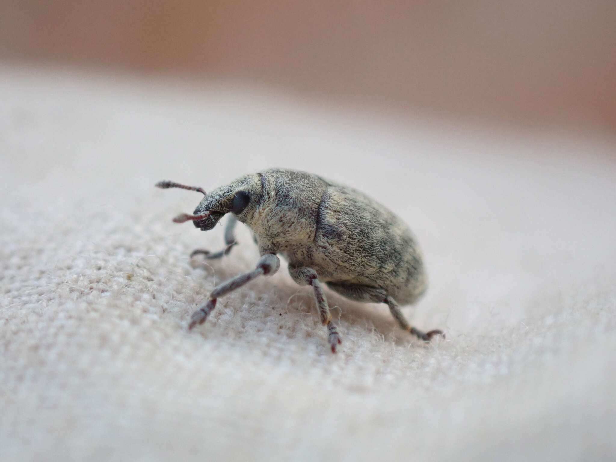 Image of Weevil