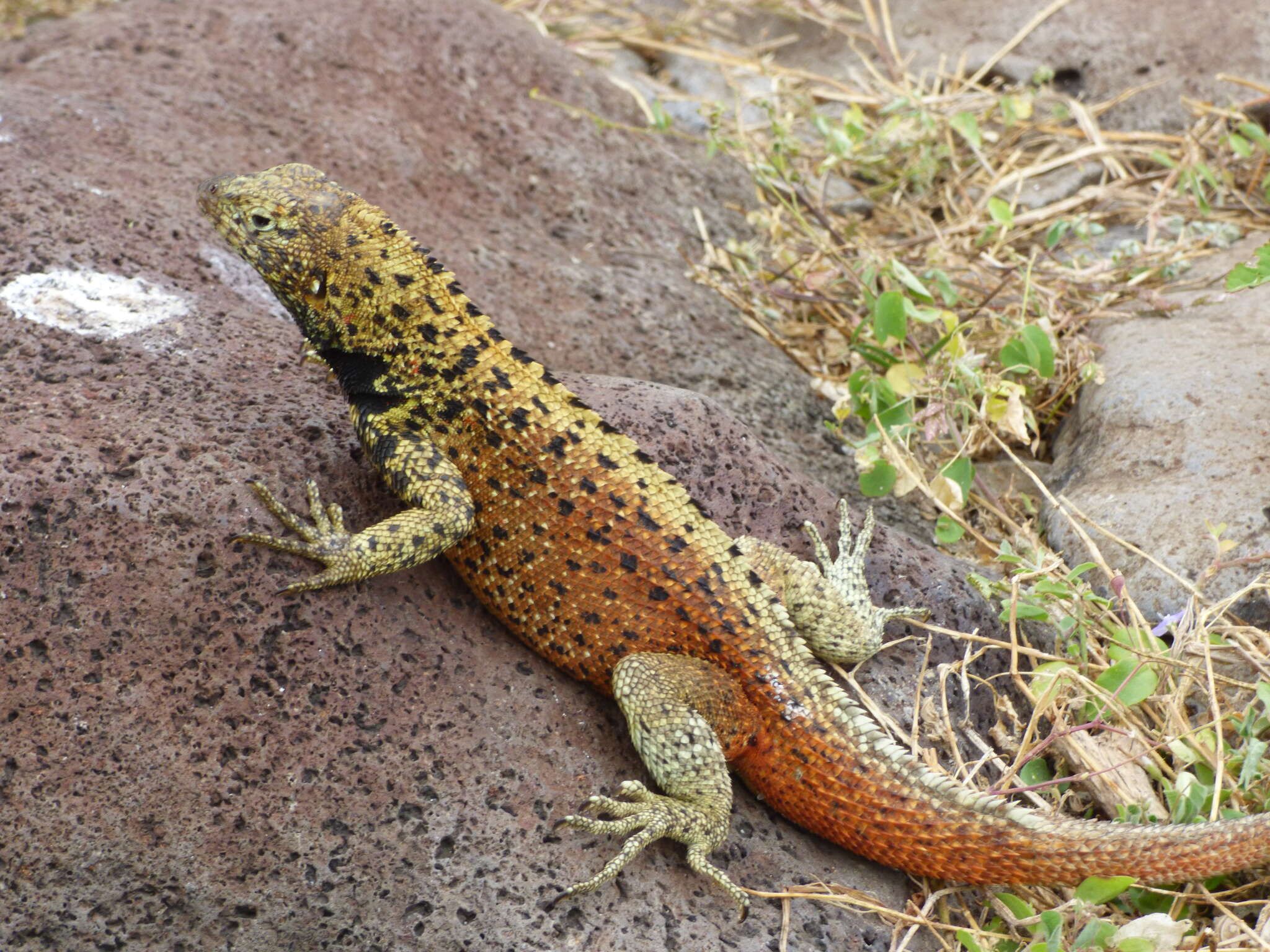 Imagem de Microlophus delanonis (Baur 1890)