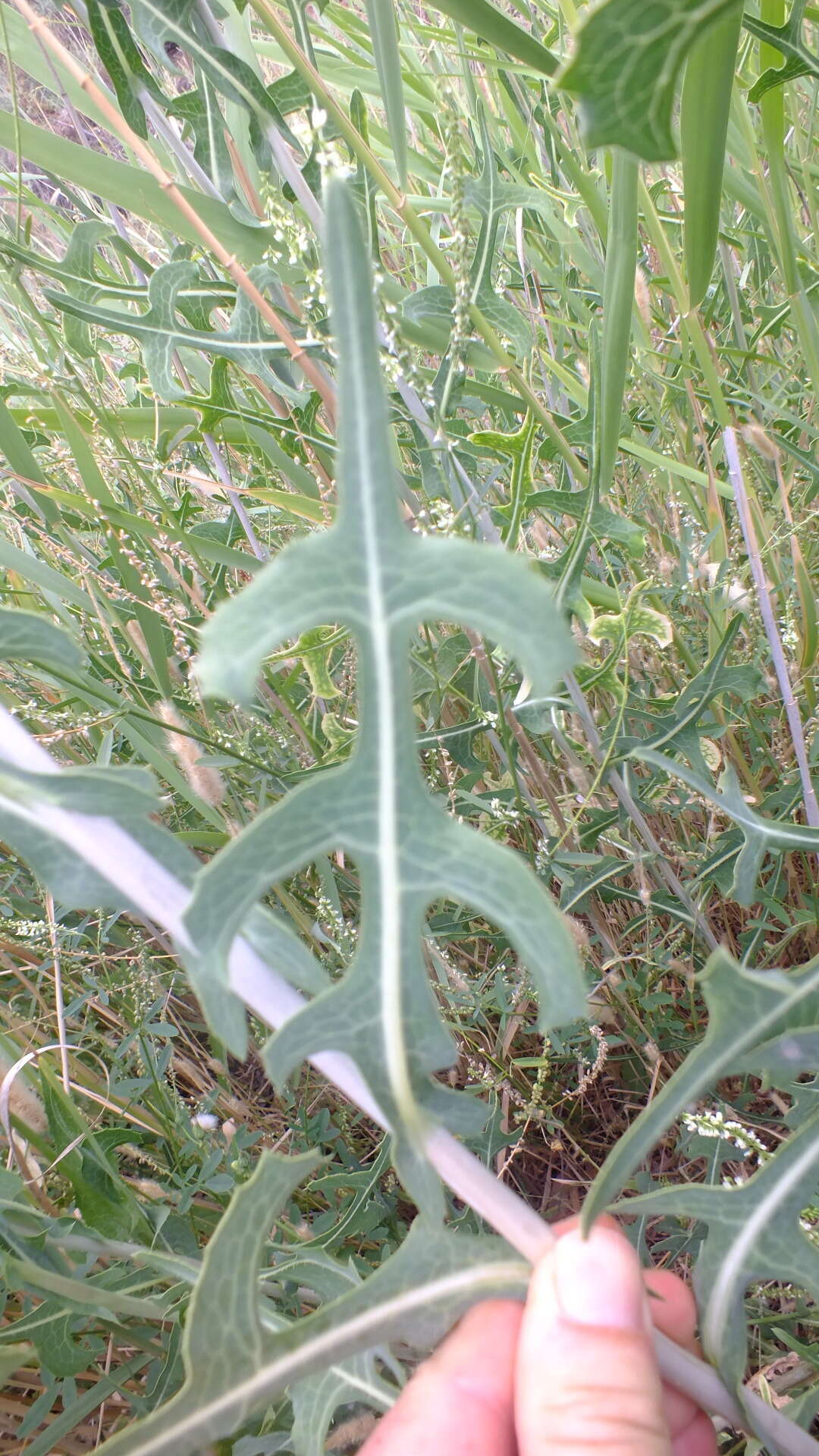 Image of Lactuca dregeana DC.