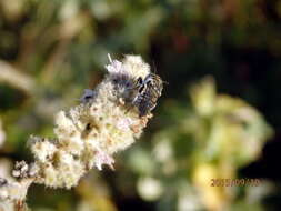 Image of Coelioxys afra Lepeletier 1841