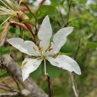 Image of Kei white bauhinia