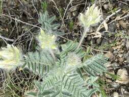 Image of Oxytropis pallasii Pers.