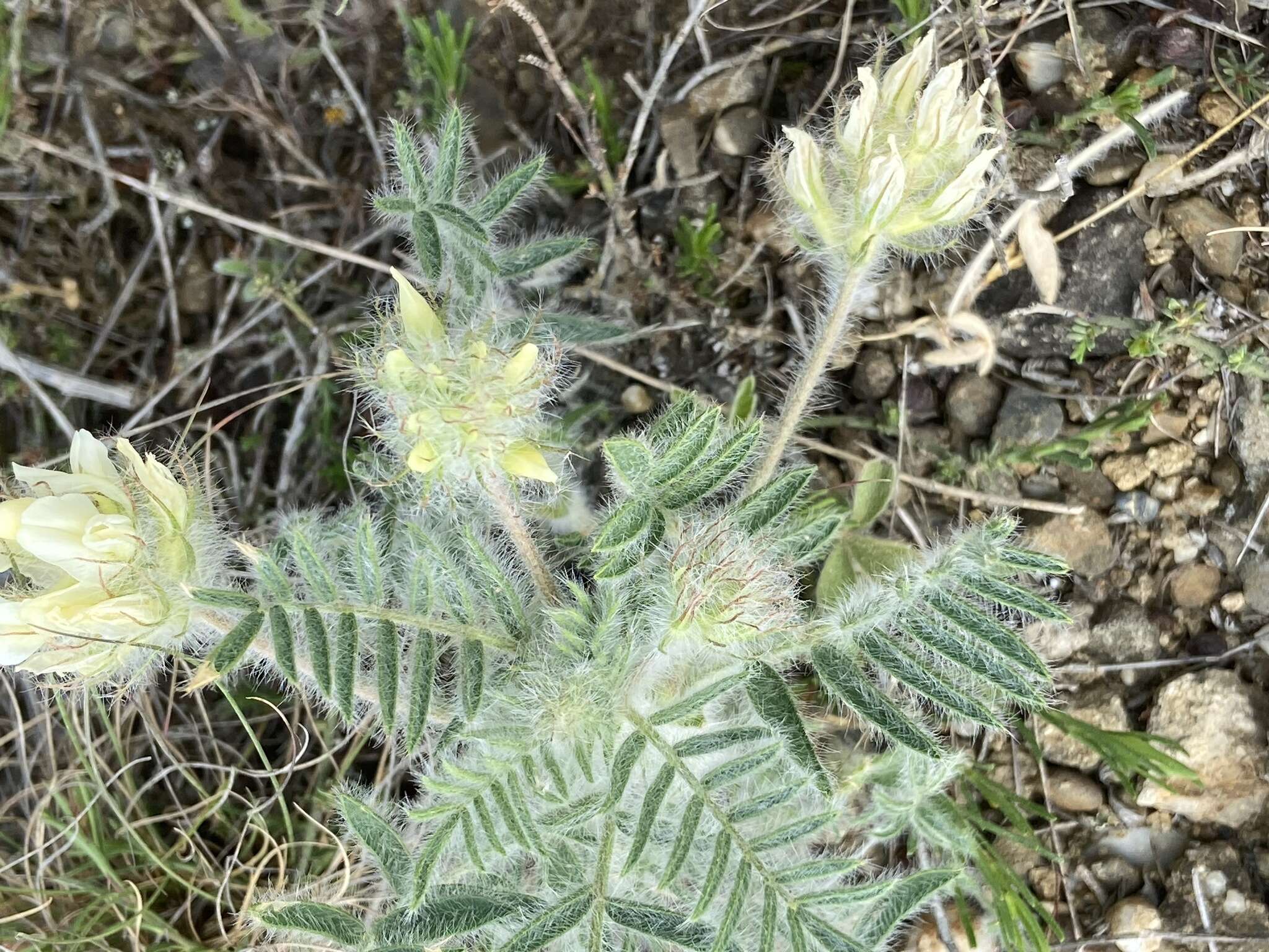 Plancia ëd Oxytropis pallasii Pers.