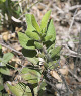 Imagem de Rhododendron macrosepalum Maxim.