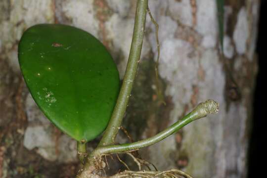 Image of Hoya diversifolia Bl.