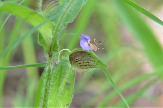 Image of Commelina schweinfurthii C. B. Clarke