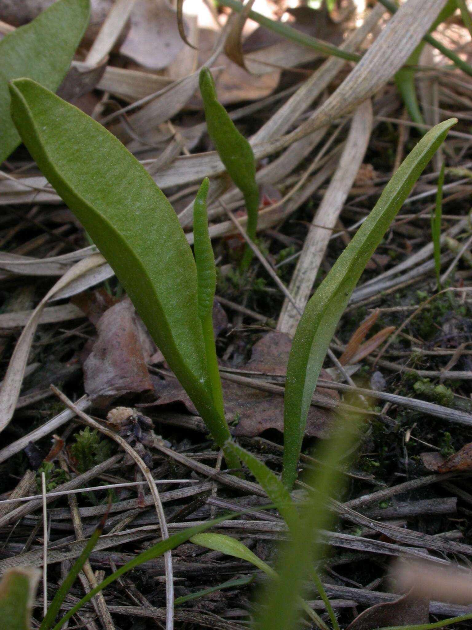 Image de Ophioglossum azoricum C. Presl