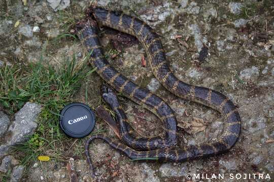 Image of Andaman's Krait